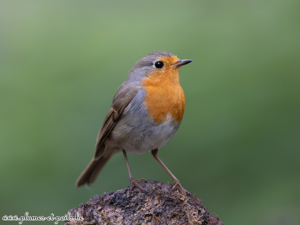 Rouge-gorge