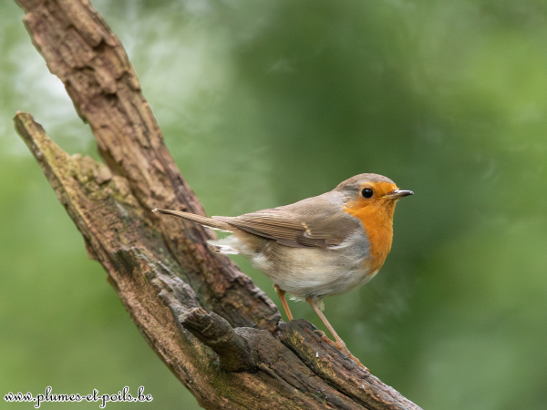 Rouge-gorge