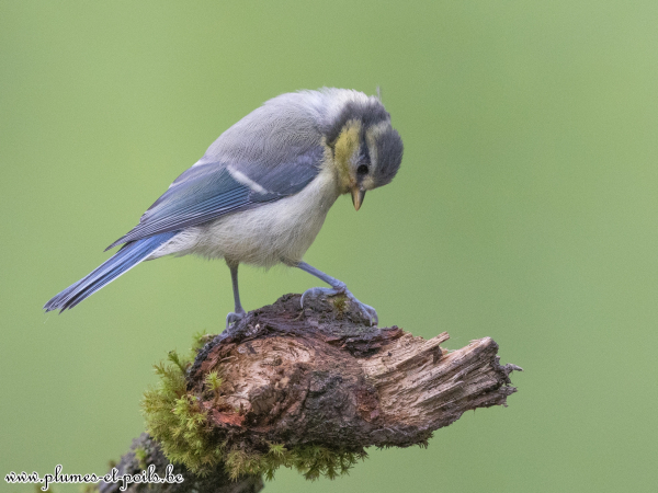 Mésange bleue
