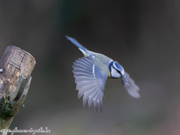 Mésange bleue