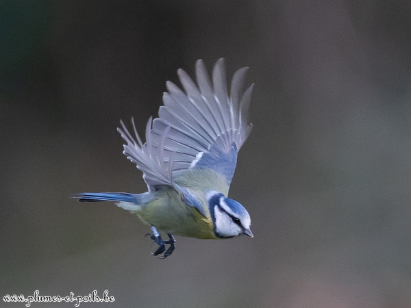 Mésange bleue