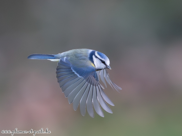 Mésange bleue