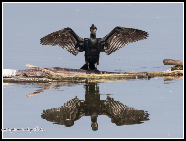 Grand Cormoran