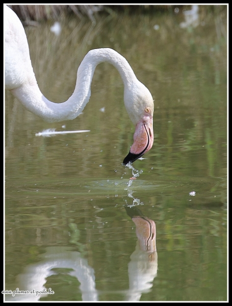 Flamant rose