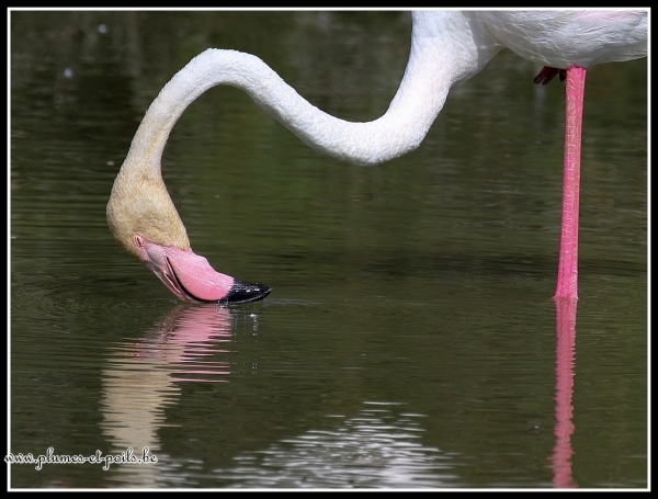 Flamant rose