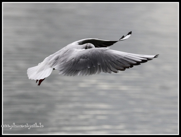 Mouette rieuse