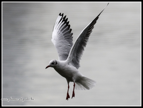 Mouette rieuse