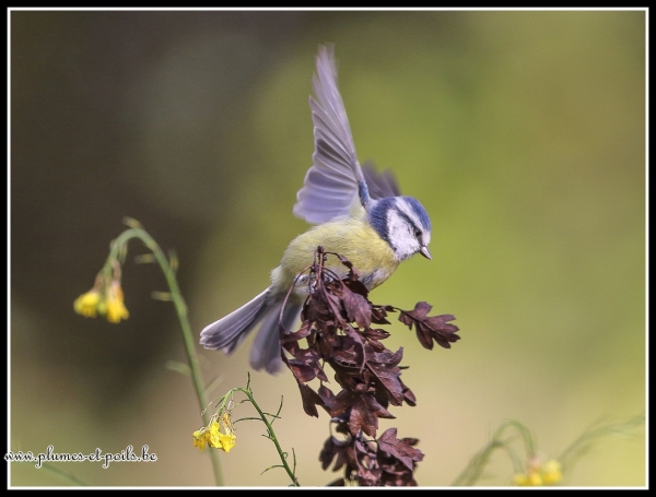 Mésange bleue