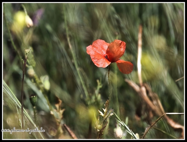 Petit coquelicot