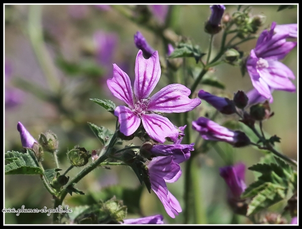 Mauve sauvage