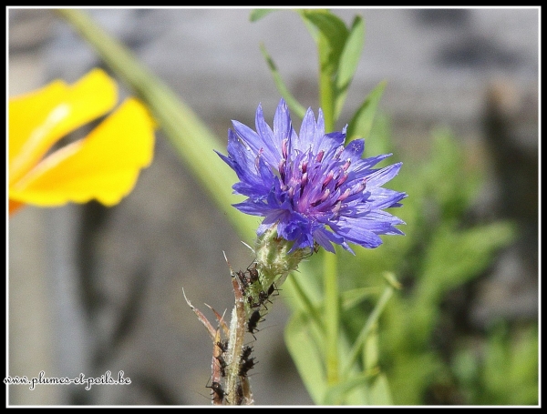 Centaurée bleuet