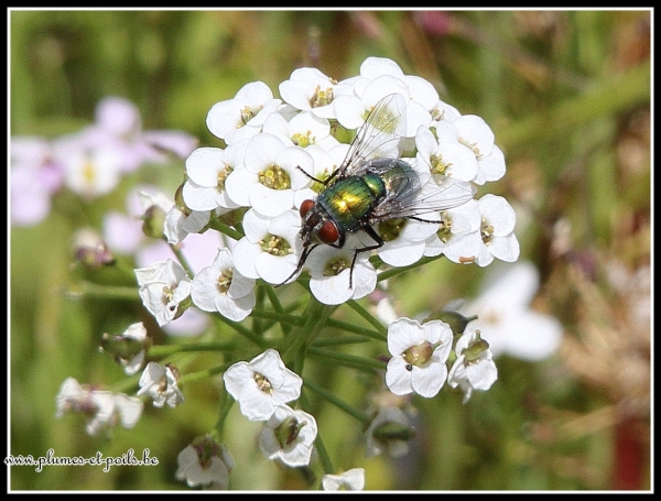 Imago lucilia spec.