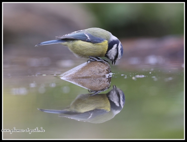 Mésange bleue