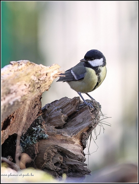 Mésange charbonnière