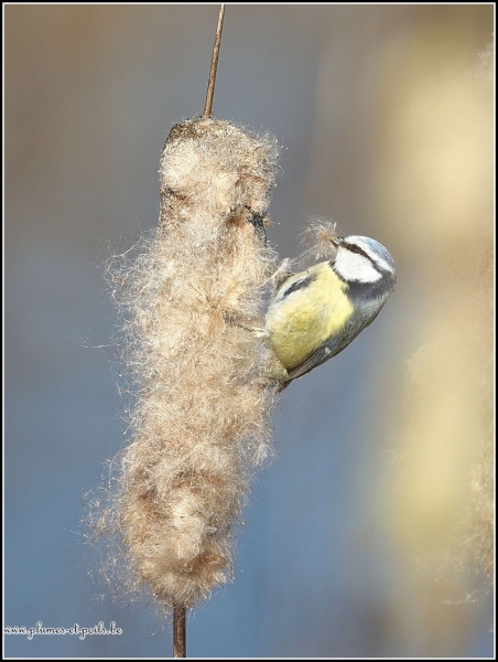 Mésange bleue