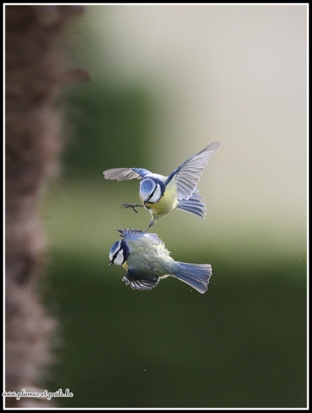 mésange bleue