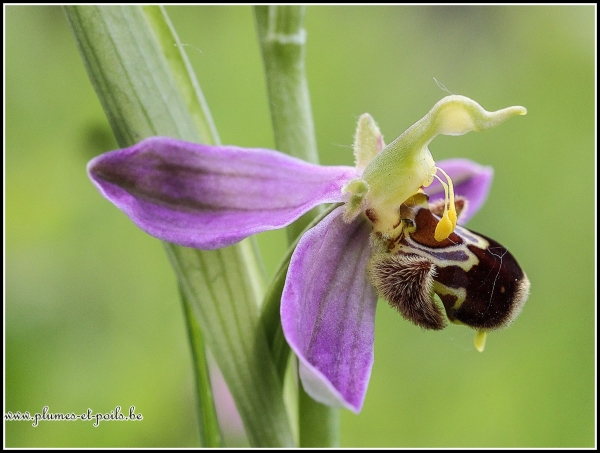Ophrys abeille