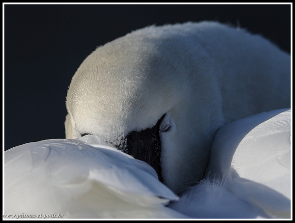 Cygne tuberculé