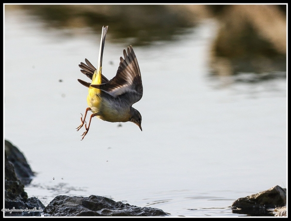 Bergeronnette des ruisseaux