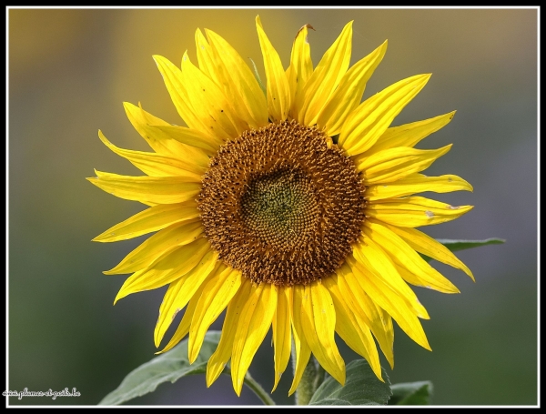 tournesol