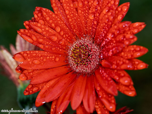 Gaillardia spec.