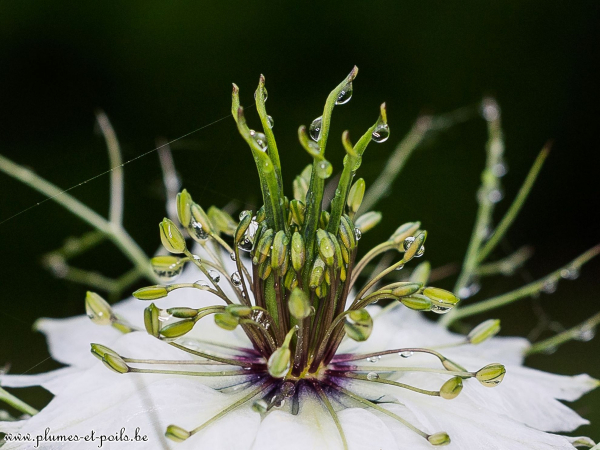 Nigelle de damas