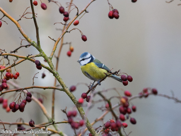 Mésange bleue