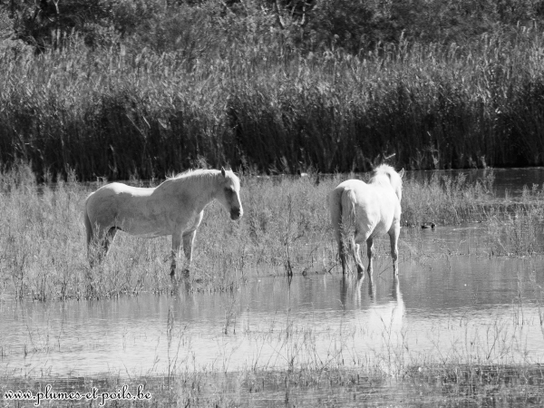 Chevaux de Camargue