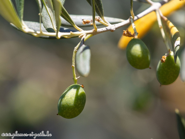 Olives