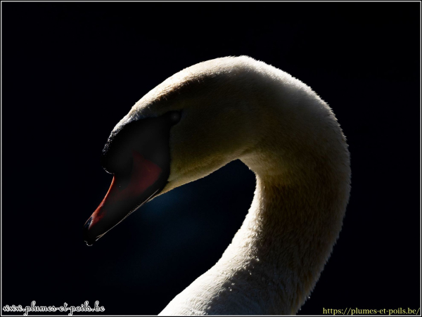 Cygne tuberculé