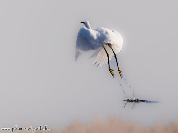 Aigrette garzette