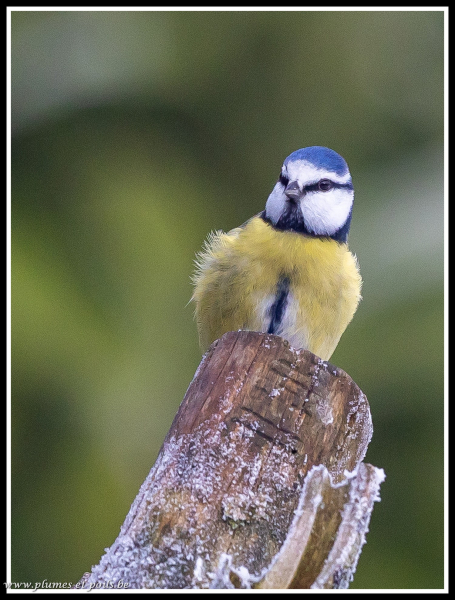 mésange bleue