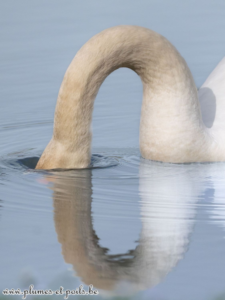 Cygne tuberculé