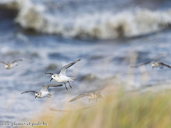Bécasseaux sanderlings