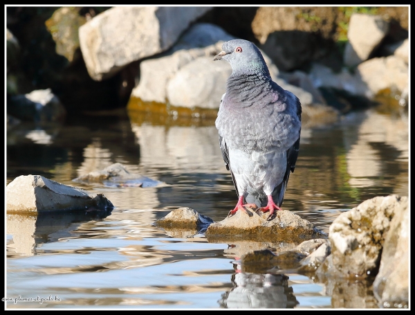 Pigeon biset