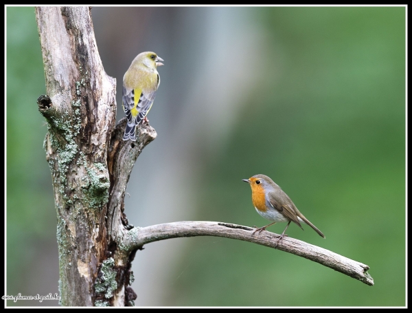 Rougegorge familier et verdier
