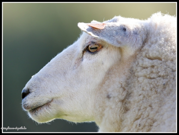 mouton des prés salés Nieuport