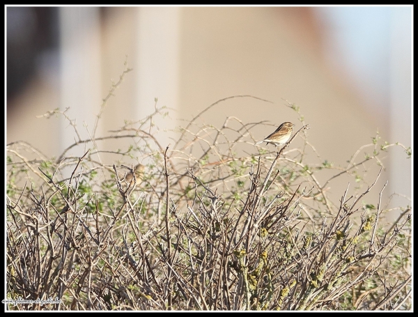 Bruant des roseaux