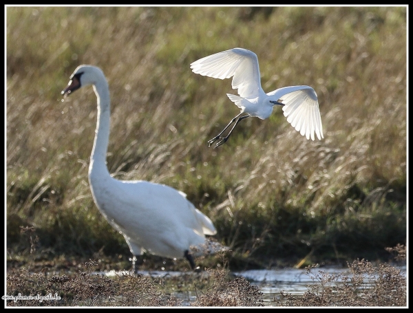 Cygne tuberculé et aigrette garzette
