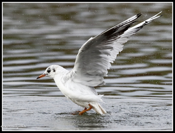 Mouette rieuse