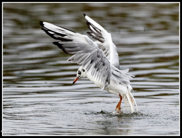 Mouette rieuse