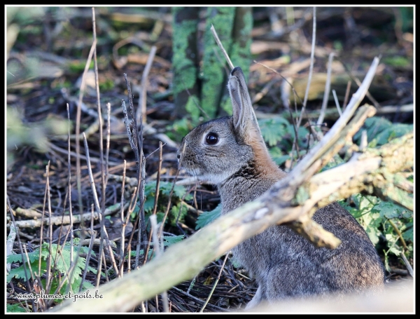 Lapin de garenne