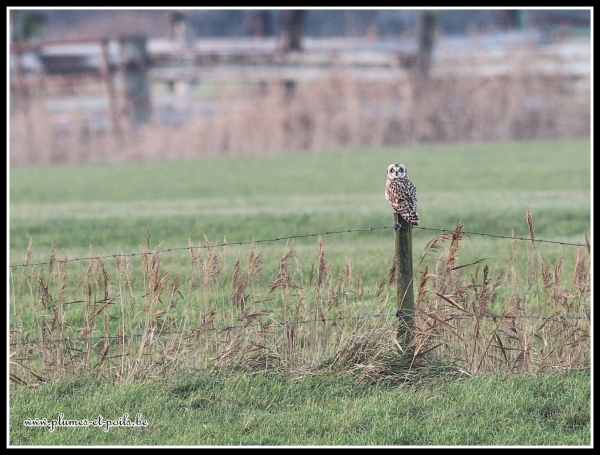 Hibou des marais