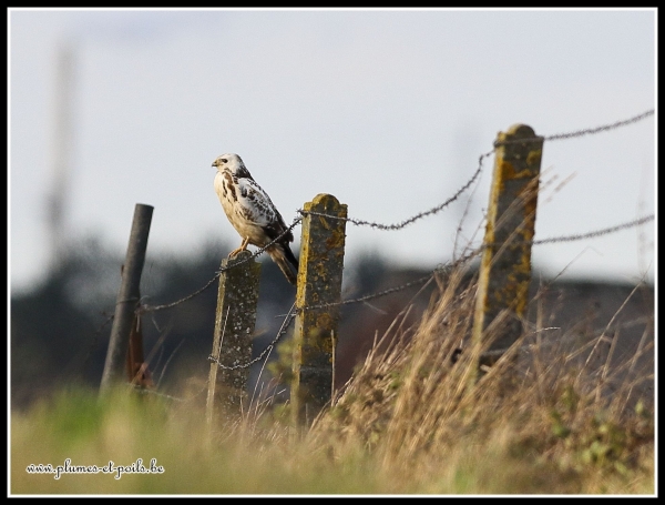 Buse variable
