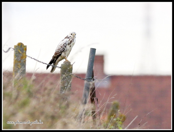 Buse variable