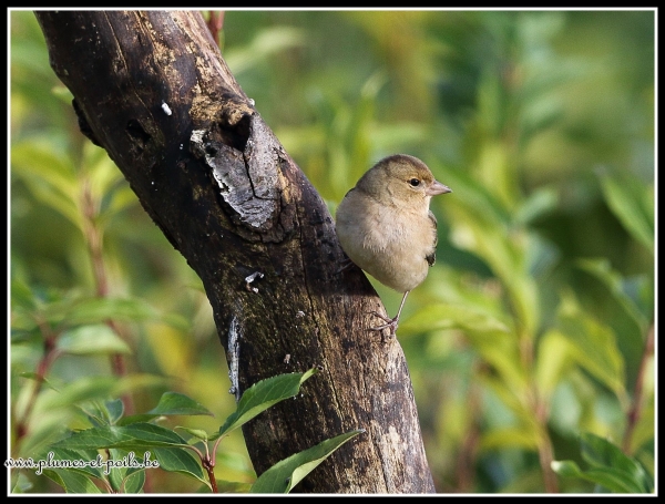 Pinson des arbres femelle