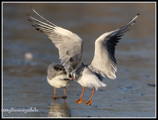 Mouette rieuse