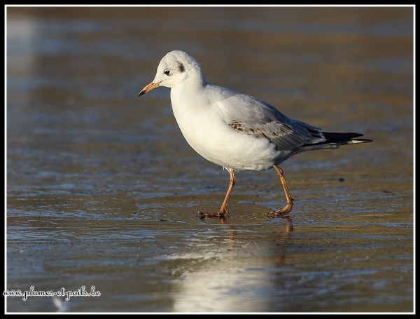 Mouette rieuse