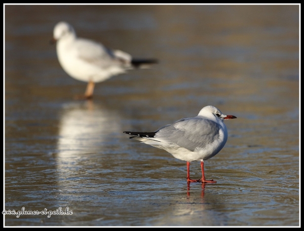 Mouette rieuse