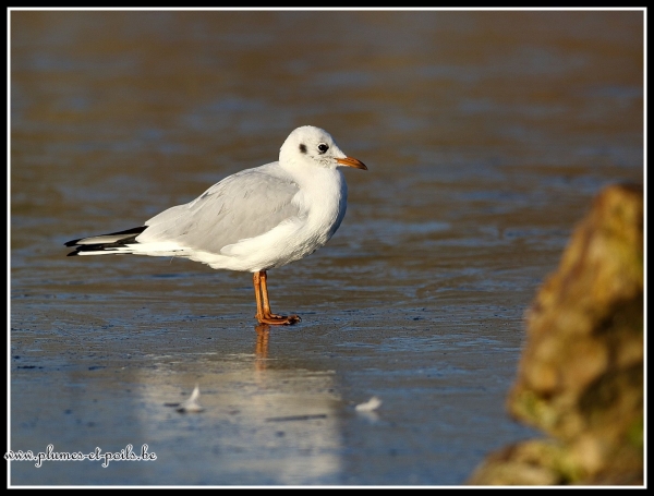 Mouette rieuse